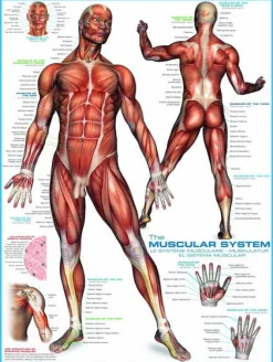 Eurographics 6000-2015 The Muscular System - 1000 Piece Jigsaw Puzzle Online