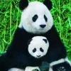 Eurographics - The Panda family - 1000 Piece Jigsaw Puzzle Outlet