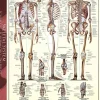 Eurographics - The Skeletal System - 1000 Piece Jigsaw Puzzles Clearance