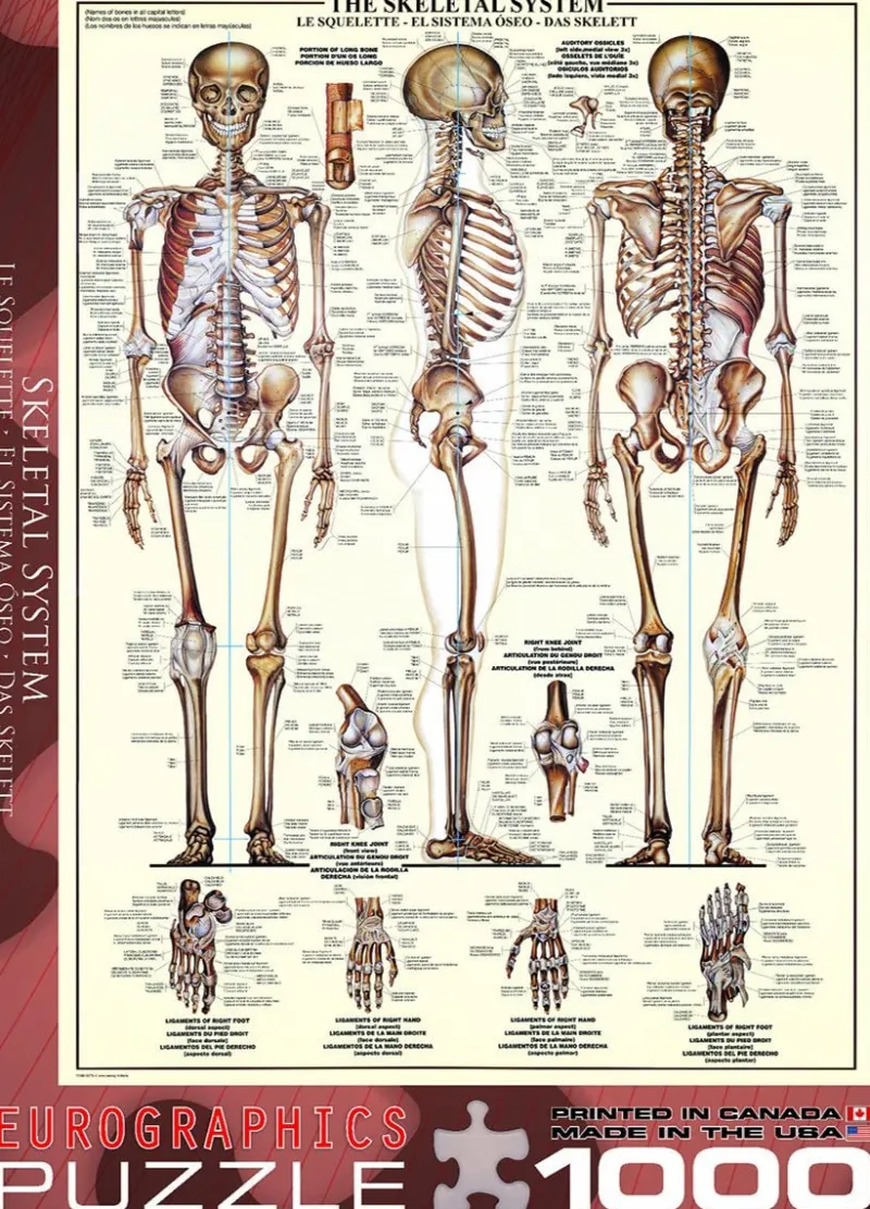 Eurographics - The Skeletal System - 1000 Piece Jigsaw Puzzles Clearance