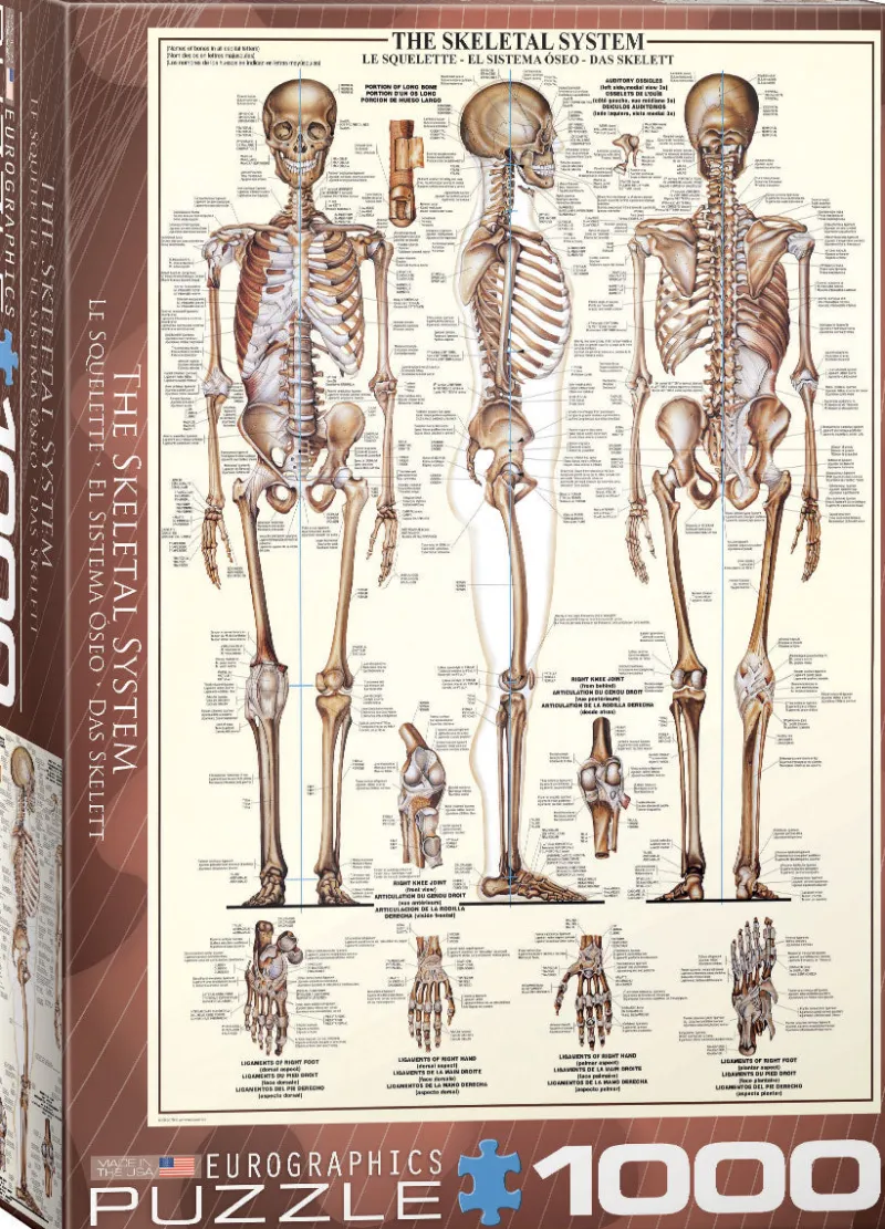 Eurographics - The Skeletal System - 1000 Piece Jigsaw Puzzles Clearance