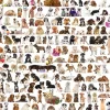 Eurographics - The World of Dogs - 2000 Piece Jigsaw Puzzle New