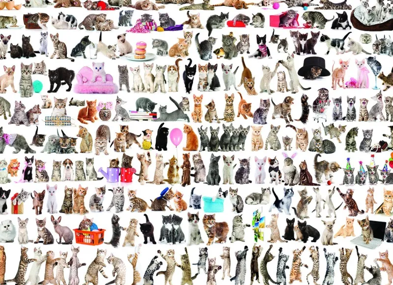 Eurographics - The World of Cats - 1000 piece jigsaw puzzle Online