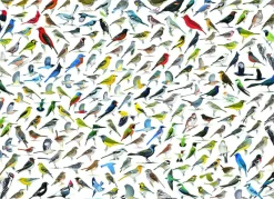 Eurographics - The World of Birds - 1000 Piece Jigsaw Puzzle Online