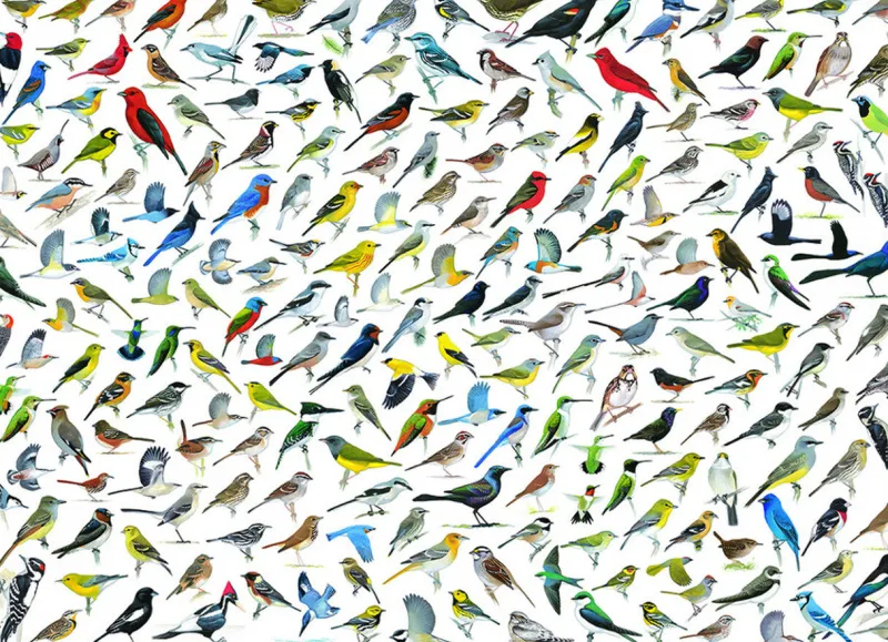 Eurographics - The World of Birds - 1000 Piece Jigsaw Puzzle Online