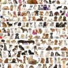 Eurographics - The World of Dogs - 1000 Piece Jigsaw Puzzle Outlet
