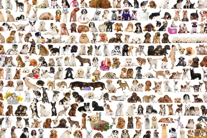 Eurographics - The World of Dogs - 1000 Piece Jigsaw Puzzle Outlet