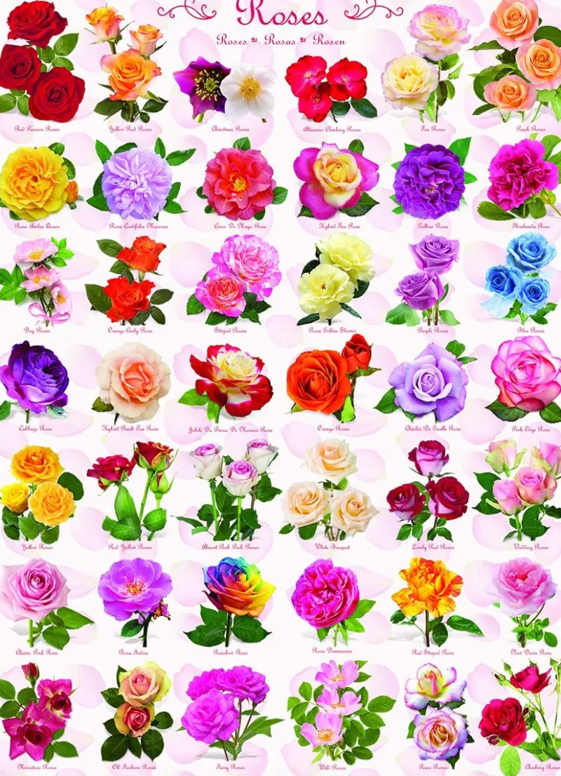 Eurographics Roses - 1000 Piece Jigsaw Puzzle Discount