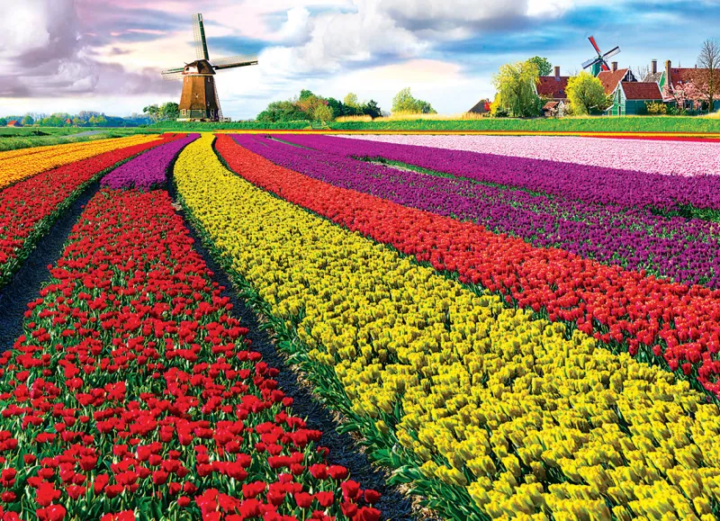 Eurographics - Tulip Fields Netherlands - 1000 Piece Jigsaw Puzzle Hot