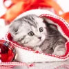 Grafika 01051 Christmas Kitten Discount