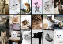 Grafika 00100 Collage - Cats - 1000 Piece Jigsaw Puzzle Fashion