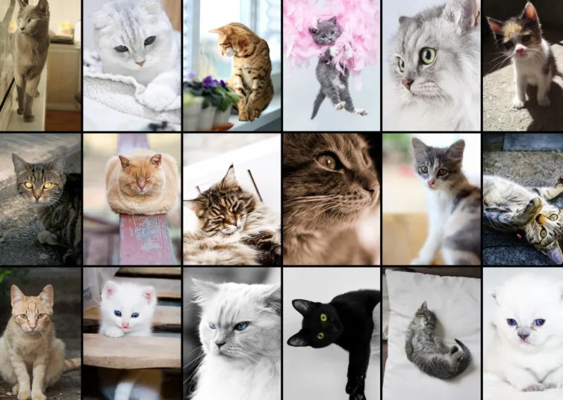 Grafika 00100 Collage - Cats - 1000 Piece Jigsaw Puzzle Fashion