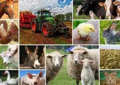 Grafika 00142 Collage - Farmyard Animals - 1000 Piece Jigsaw Puzzle Discount