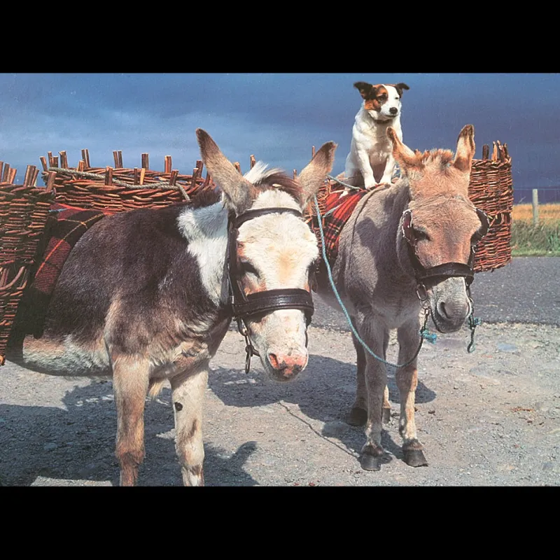 House of Puzzles HOP - Road to Connemara - 500 Piece Jigsaw Puzzle Outlet
