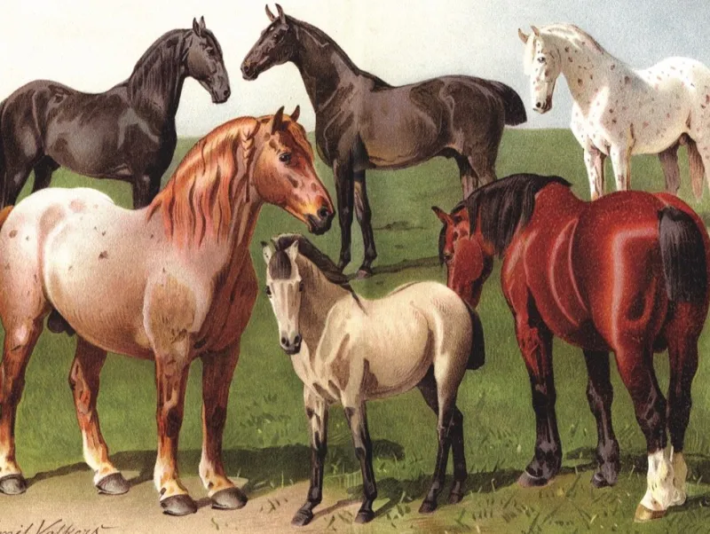 New York Puzzle Company - Horse Breeds - 1000 Piece Jigsaw Puzzle Best