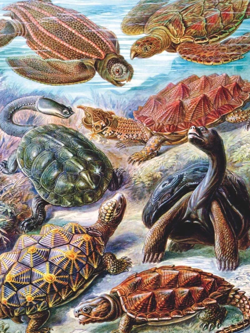 New York Puzzle Company - Vintage Images - Turtles - 1000 Piece Jigsaw Puzzle Clearance