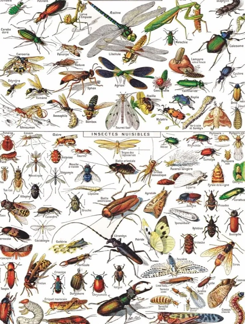 New York Puzzle Company - Vintage Images - Insects - 1000 Piece Jigsaw Puzzle Clearance