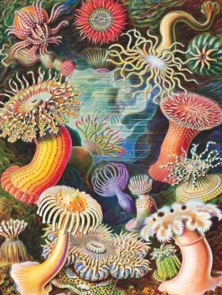 New York Puzzle Company - Vintage Images - Sea Anemones - 1000 Piece Jigsaw Puzzle Best
