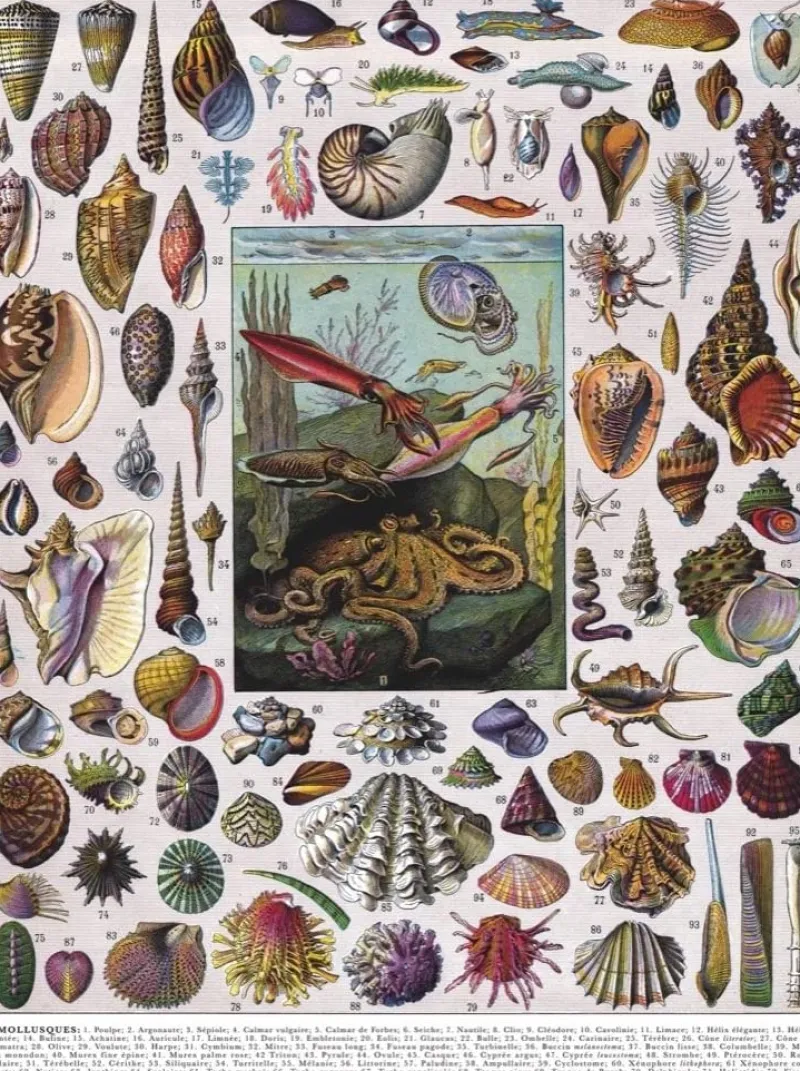 New York Puzzle Company - Vintage Images - Mollusks - 1000 Piece Jigsaw Puzzle Sale