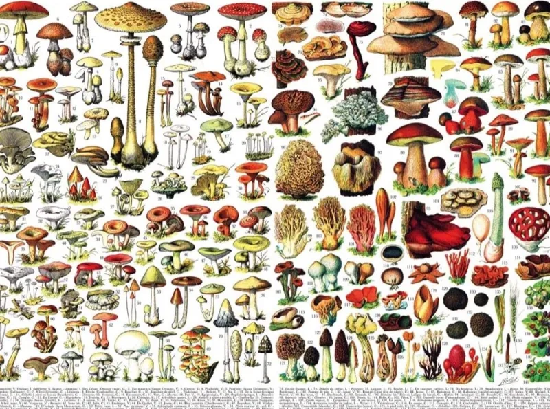 New York Puzzle Company - Vintage Images - Mushrooms - 1000 Piece Jigsaw Puzzle Sale
