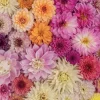 Piatnik - Dahlias - 1000 Piece Jigsaw Puzzle Online