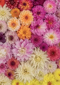 Piatnik - Dahlias - 1000 Piece Jigsaw Puzzle Online