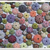 Piatnik - Sea Urchins - 1000 Piece Jigsaw Puzzle Outlet