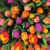 Piatnik - Tulips - 1000 Piece Jigsaw Puzzle Hot
