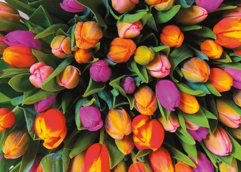 Piatnik - Tulips - 1000 Piece Jigsaw Puzzle Hot
