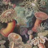 Pomegranate - Ernst Haeckel: Sea Anemones - 500 Piece Jigsaw Puzzle Clearance