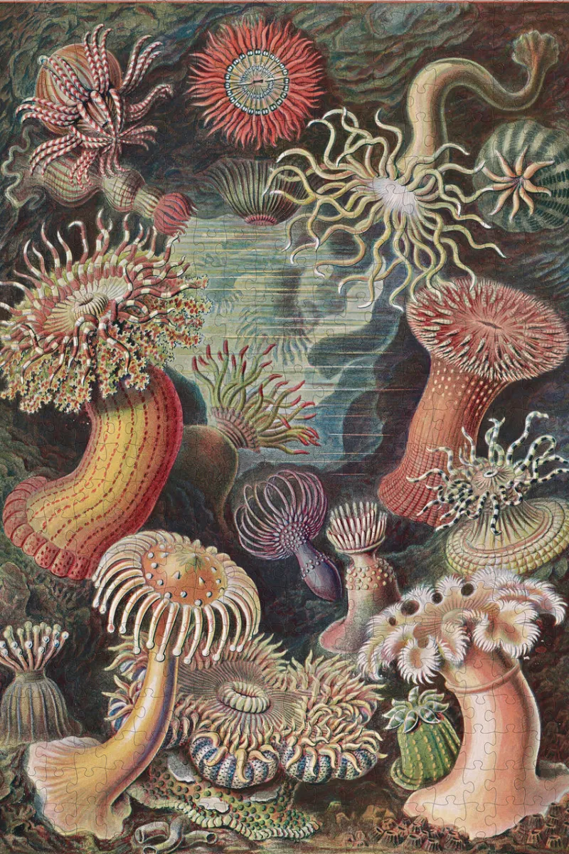 Pomegranate - Ernst Haeckel: Sea Anemones - 500 Piece Jigsaw Puzzle Clearance