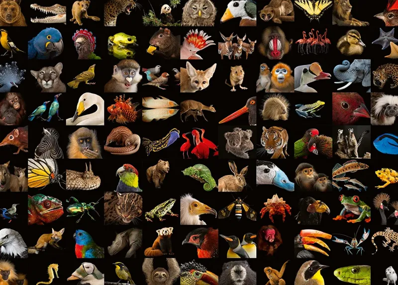 Ravensburger - 99 Stunning Animals - 1000 Piece Jigsaw Puzzle Discount