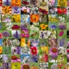 Ravensburger - Bee Collage - 1000 Piece Jigsaw Puzzle Clearance