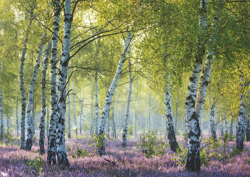 Ravensburger - Birch Forest - 1000 Piece Jigsaw Puzzle Online