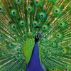 Ravensburger - Colourful Animals - Peacock - 500 Piece Jigsaw Puzzle Clearance