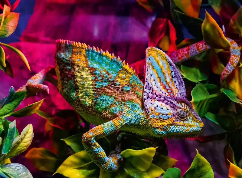 Ravensburger - Colourful Animals - Chameleon - 500 Piece Jigsaw Puzzle Sale