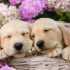 Ravensburger - Cute Friends - XXL 300 Piece Jigsaw Puzzle Outlet