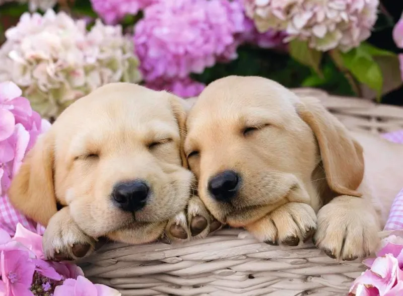 Ravensburger - Cute Friends - XXL 300 Piece Jigsaw Puzzle Outlet