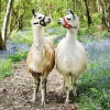 Ravensburger - Llama Love - 100 Piece Jigsaw Puzzle New