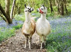 Ravensburger - Llama Love - 100 Piece Jigsaw Puzzle New