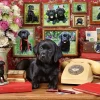Ravensburger - My Loyal Friends - 500 Piece Jigsaw Puzzle Discount