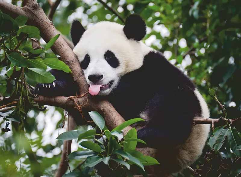 Ravensburger - Panda Bear - 500 Piece Jigsaw Puzzle Hot