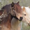 Ravensburger - Perfect Ponies - 150 Piece Jigsaw Puzzles Discount