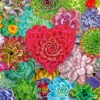 Ravensburger - Succulent Love - 500 Piece Best