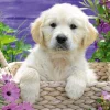 Ravensburger - Sweet Golden Retriever - 500 piece Jigsaw Puzzle Hot