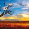 Schmidt - Mark Gray: Australia, Oak of the desert at the sunset - 1000 Piece Jigsaw Puzzle Hot