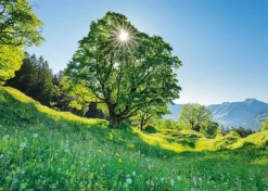 Schmidt - Mountain Maple in Sunlight - 1000 Piece Jigsaw Puzzle Outlet