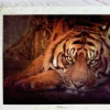 Step Puzzle - Siberian tiger - 1000 Piece Jigsaw Puzzle Online