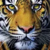 Sunsout - Jurek - Golden Tiger Face - 1000 Piece Jigsaw Puzzle Outlet
