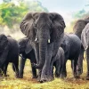 Trefl - African Elephants - 1000 piece jigsaw puzzle Outlet